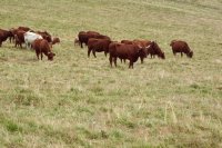 Grass-fed vs grain-fed beef: nutritional benefits, health and environmental impacts